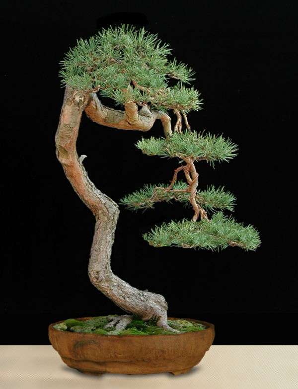 Bonsai rūšims kaip pakopų dizaino būdas