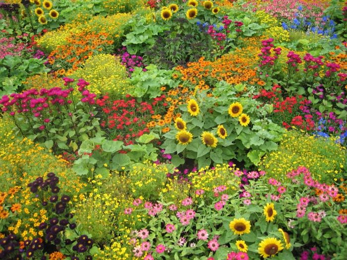 Hamilton Gardens british Gorgeous Flower Flash-barvni sončnice