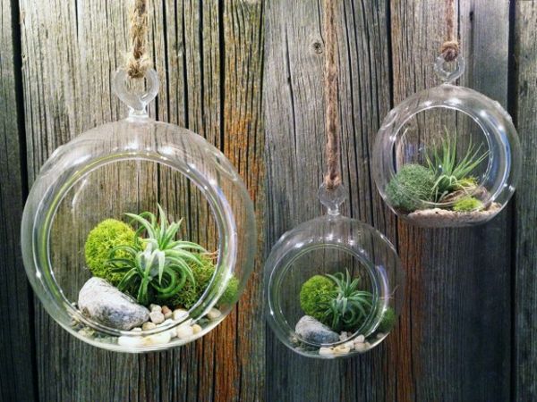 ställa in terrarium - tre hängande modeller med olika form