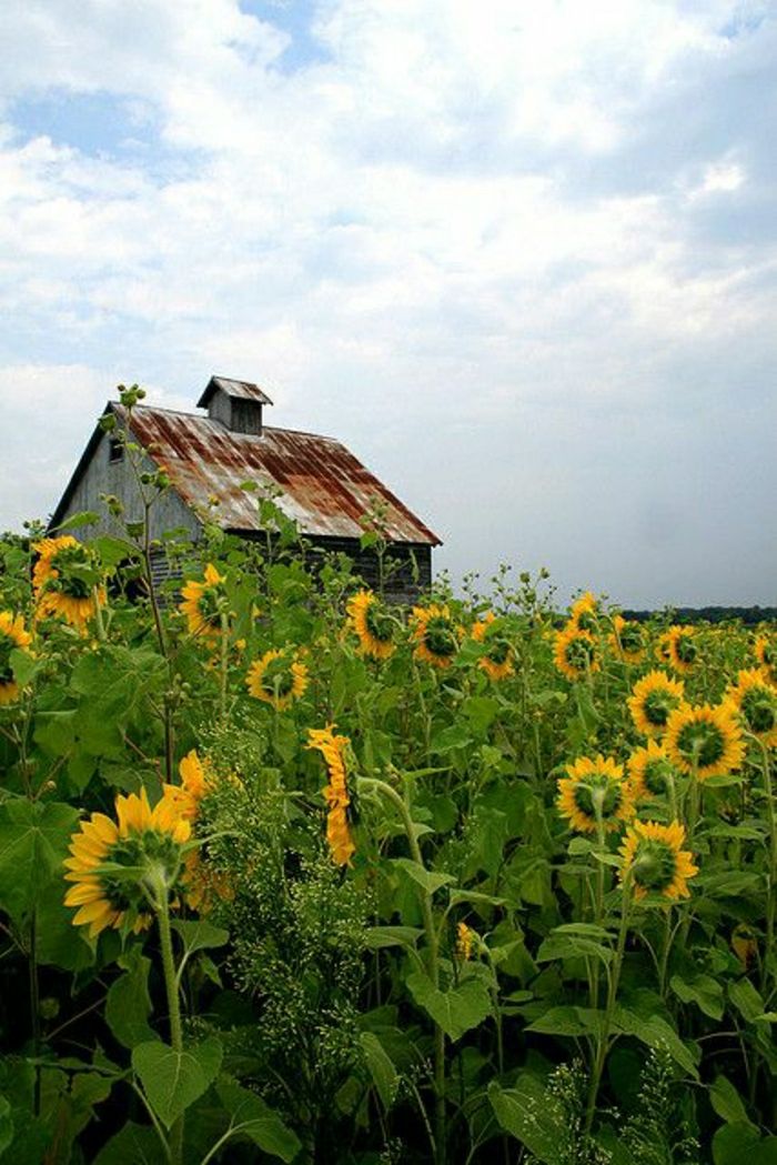 House Illinois solrosor fält Sky Nature