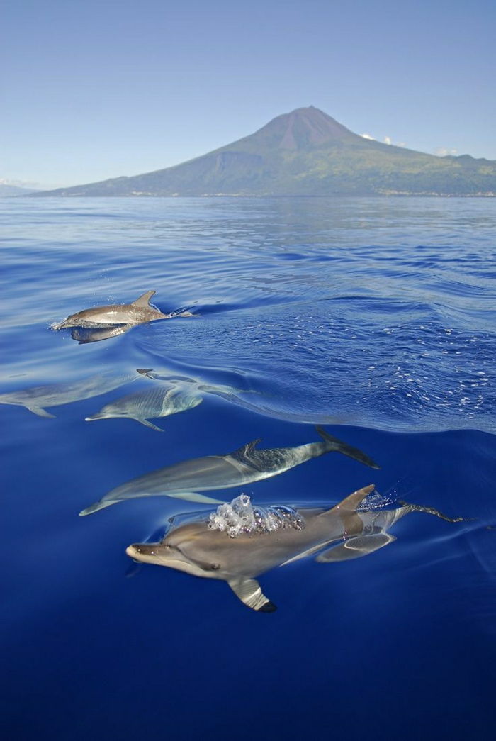 Hawaii Adaları yunuslar yüzmek-cazibe tatil