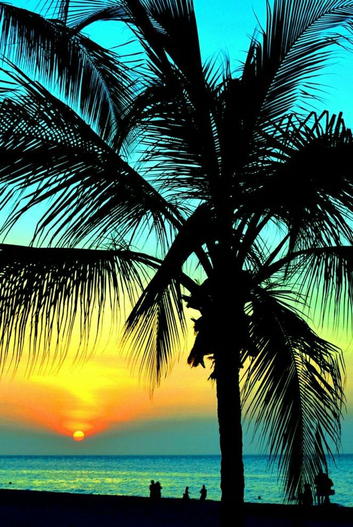 Havajų Sunset Palms egzotiška