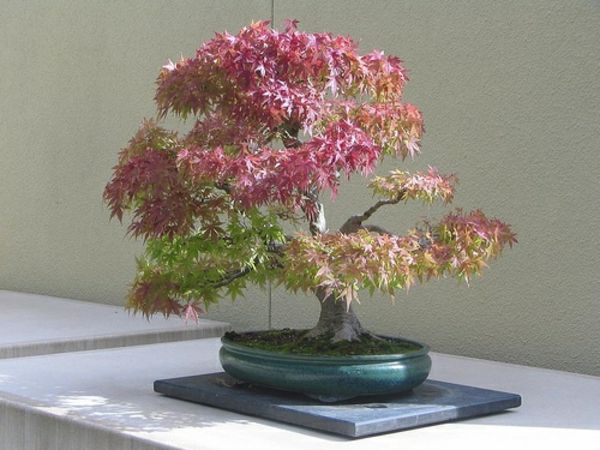 Bonsai rūšių-in-raudona-geltona-šlovės