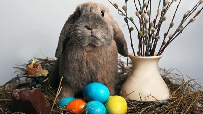 Bakgrund Påsk med en kanin mellan vas och ägg