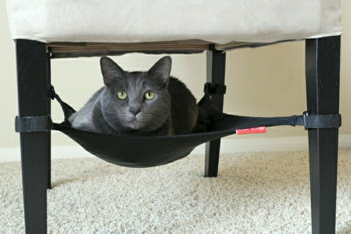 Stol-kompakten Cat Obesna-črno-sivo-mačka
