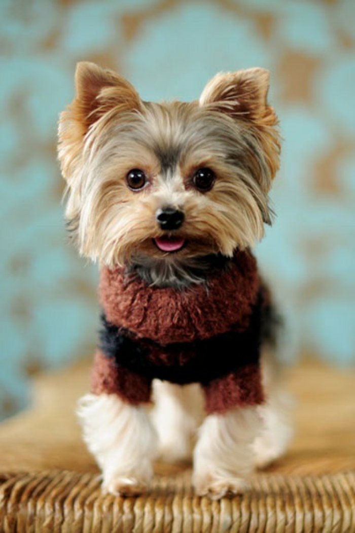 Hundbilder-liten-liten hund tröja-sweet