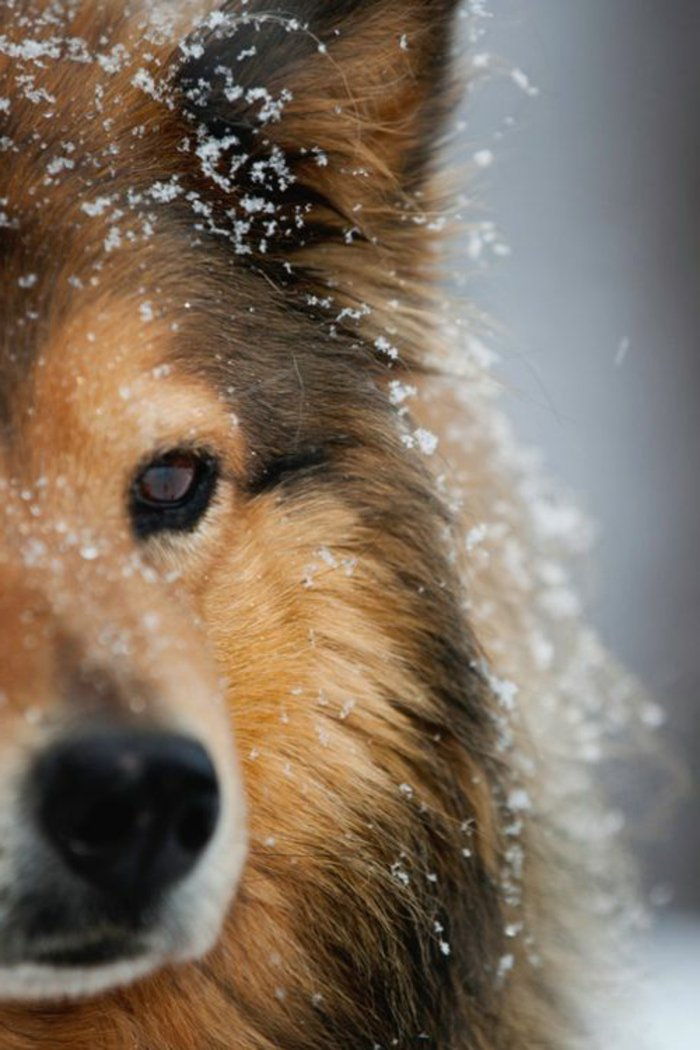 Raser-med-bild vackert foto Dog Snow