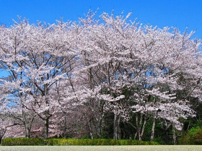 Japoneză Sakura despre Shining Water