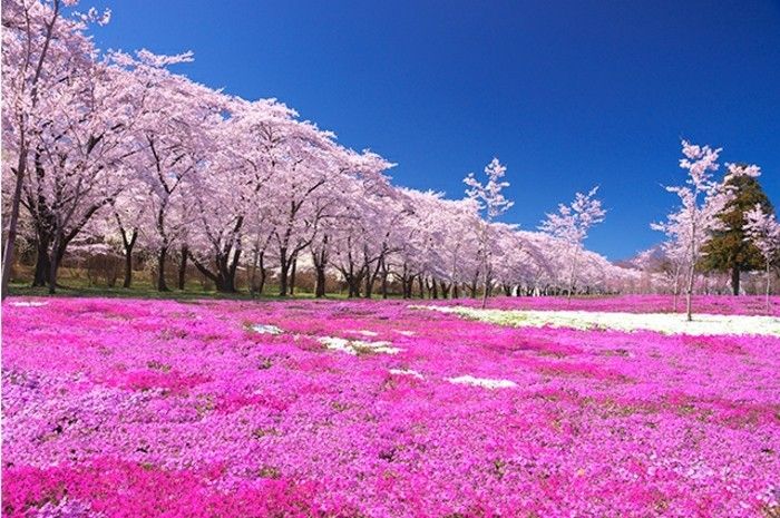 Sakura japoneză on-the-sol-ca
