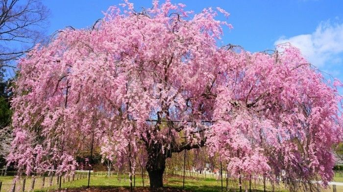 Japoneză Sakura culoare ușor de fascinant