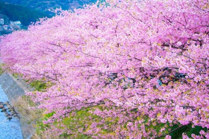 cireș japonez floare-in-the-Mountain