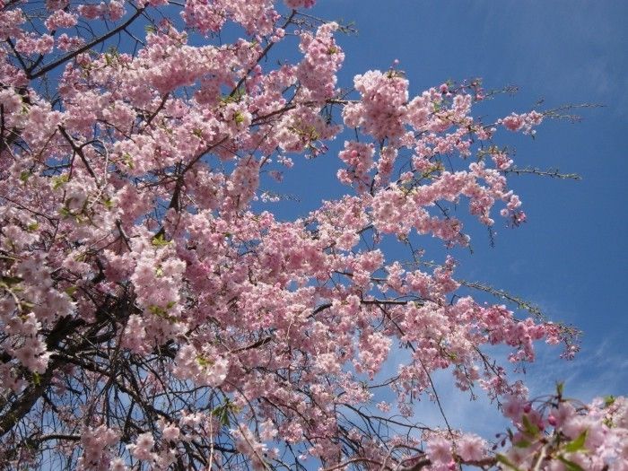 Sakura japoneză este-așa-minunat