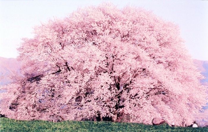 Japonez Sakura cu-foarte-glorios coroana