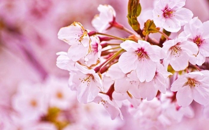 Sakura flori japoneze cu-licitație
