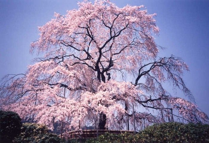 Sakura japoneză ca-o-printesa