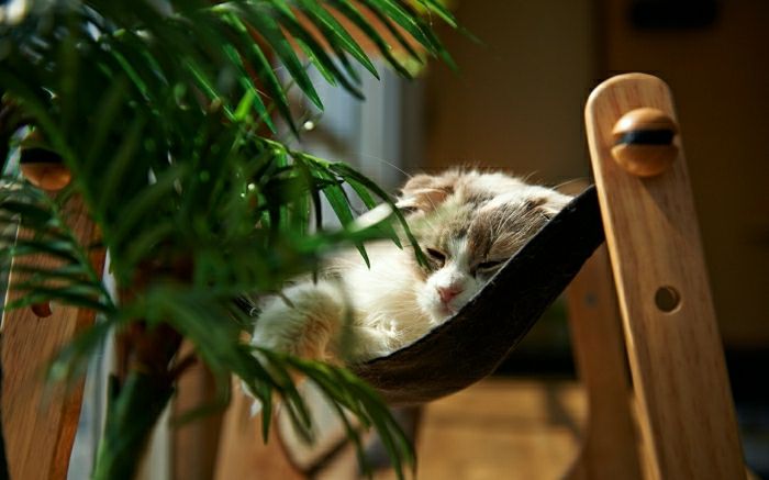 okrevanje Kitten Sleep mačka viseča mreža