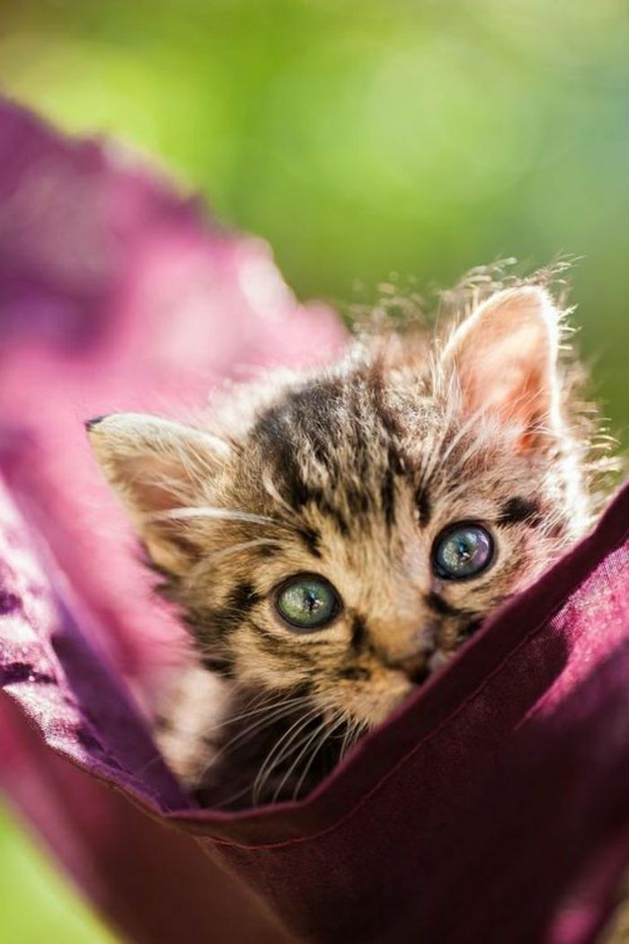 Kitten vijolična viseča mreža tkanina