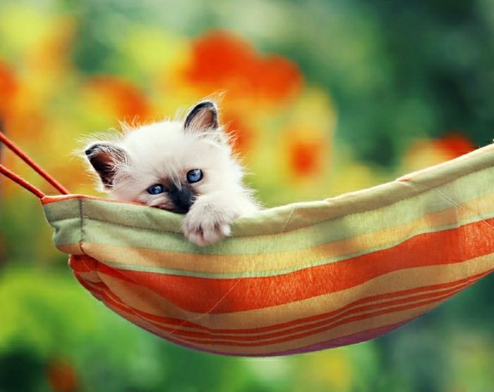 Kedicik tatlı Dinlenme tekstil hamak