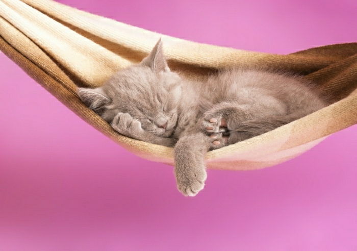 Mačiatko spí sladko Cat Hojdacie plyšová mäkká