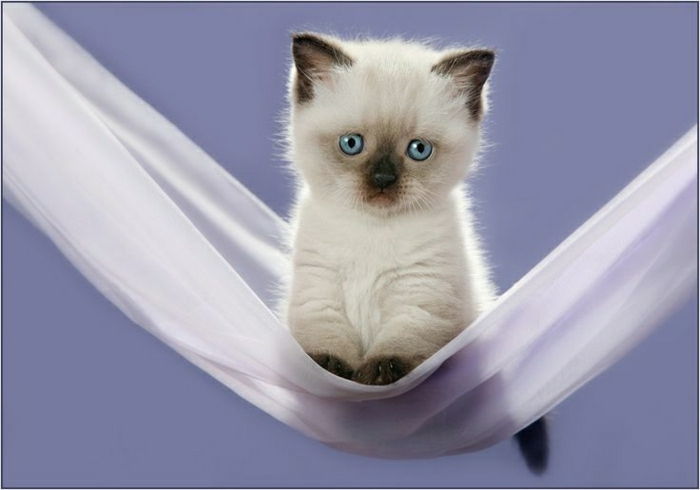 Kitten bela viseča mreža krošnjami