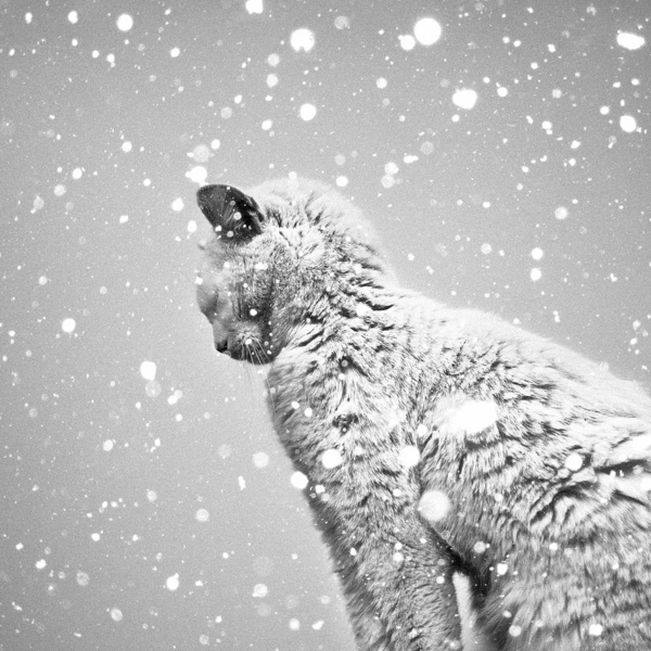 svartvit fotografi Cat snöflingor