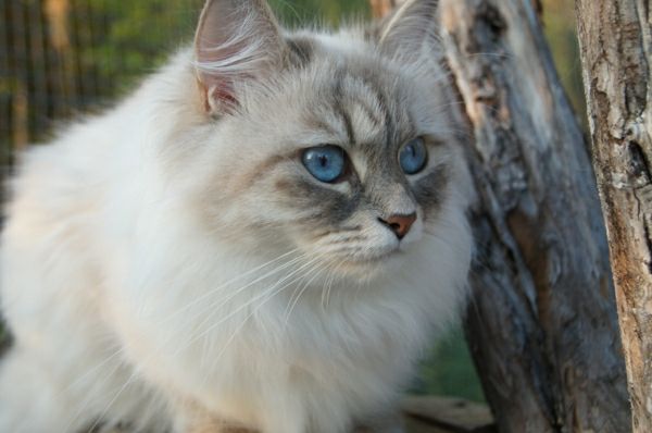 Siberian Cat-in-the-stromy