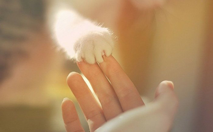 Kittens imagini foto de laba dulce-alb-pisică