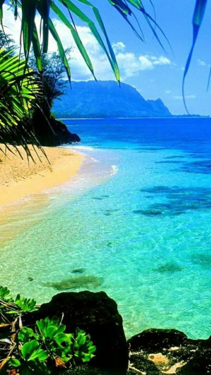 Kawaii-Wyspa Hawaii plaży Ocean Palm egzotyczne