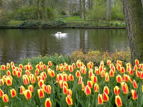 Keukenhof tapet tulipan-plante tulipaner-the-buy-tulipan-tulipan-in-amsterdam-tulipan tapet