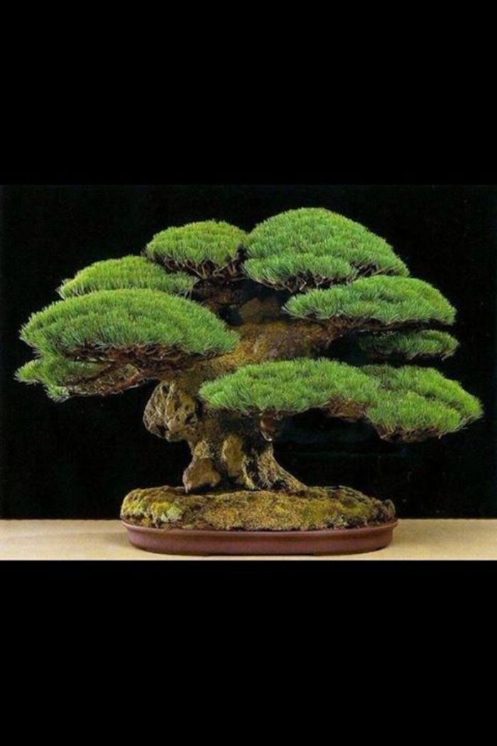 Borovica bonsai prirodzene autentický Art