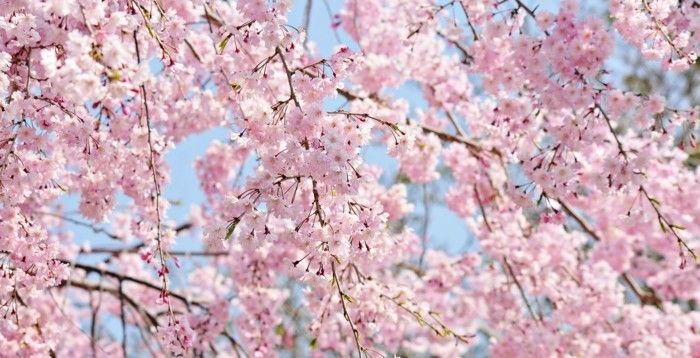 Sakura în Japonia plăcere-by-the-eye