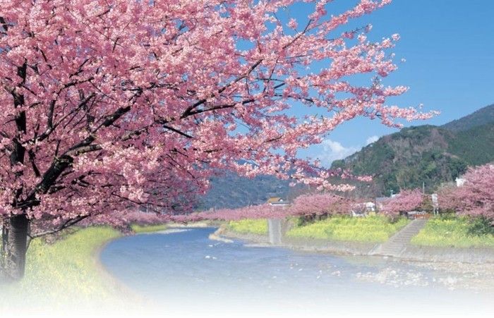 Sakura în Japonia on-the-țară