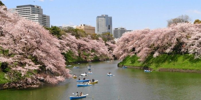 Sakura în Japonia iubitorii-in-bărci
