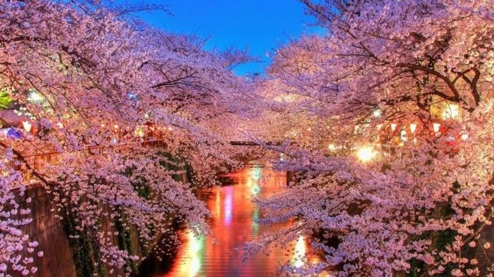 Sakura în Japonia-in-the-noapte