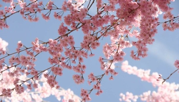 Sakura în Japonia ramuri au crescut