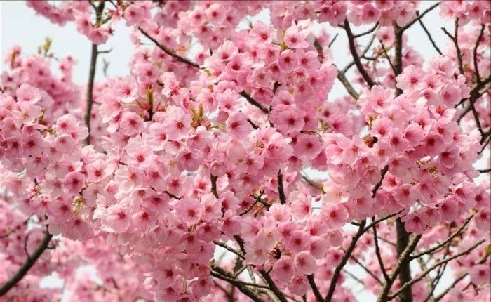 Sakura în Japonia-așa-fascinant