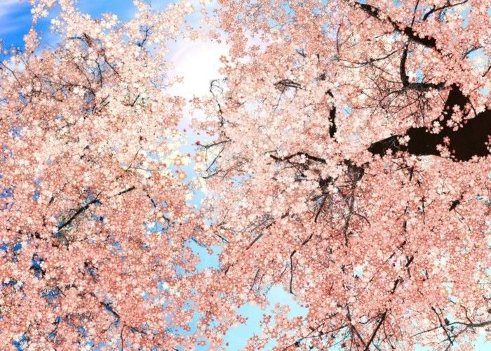 Sakura în Japonia și-the-soare