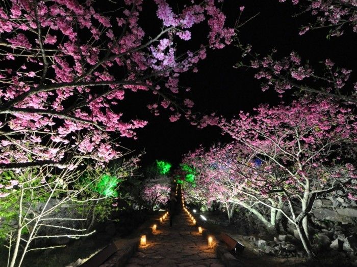 Cherry Blossom Festival Japonia-lămpi-in-diferite-culori