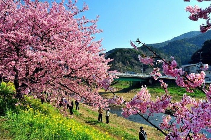 Cherry Blossom Festival Japonia all-it-cautare vezi