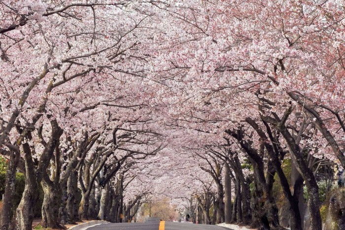 Cherry Blossom Festival Japonia the-way-este imaginea perfectă