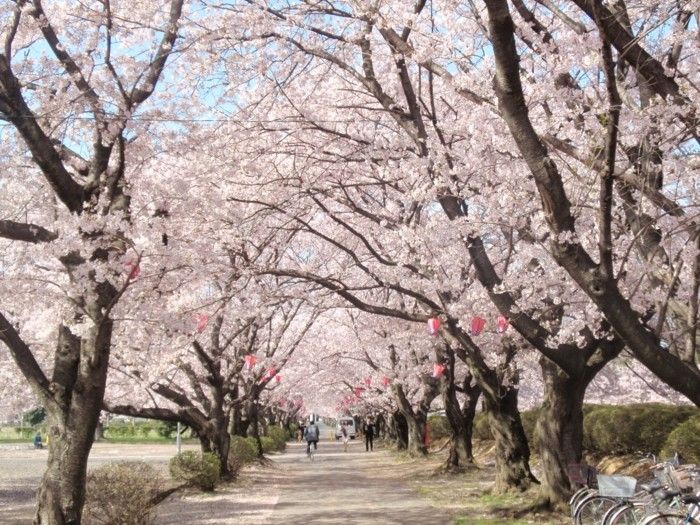 Cherry Blossom Festival Japonia lămpi cu cuiere