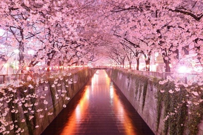 Cherry Blossom Festival Japonia-asa-atractiv-aprins