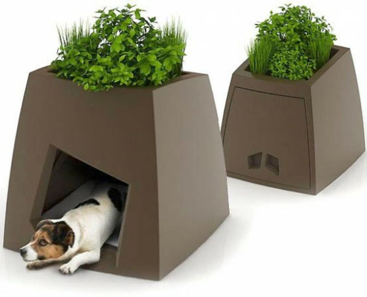 Šuns namas-of-specialios-art-as-kibiras-augalų elegantiškos-juokinga-praktinė
