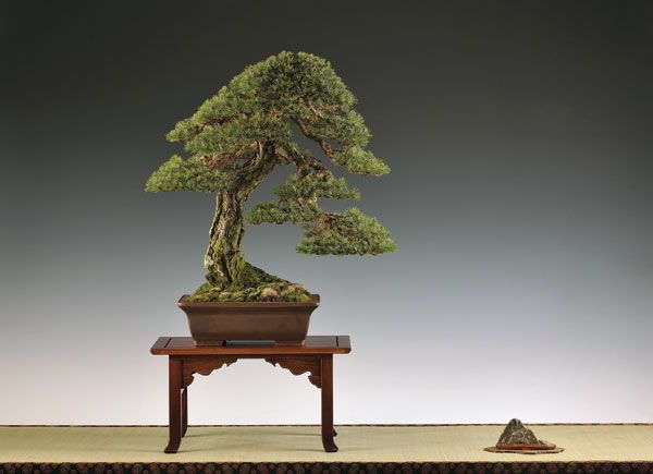 Bonsai medienos-nei-Sudėtis