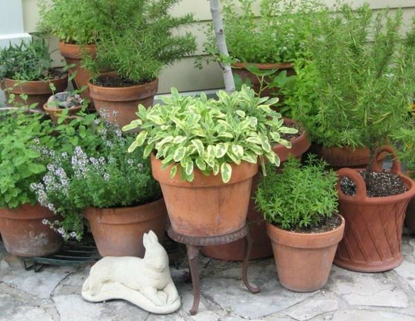 Herb Garden as-estetyczno-Hinsch wyjątkiem