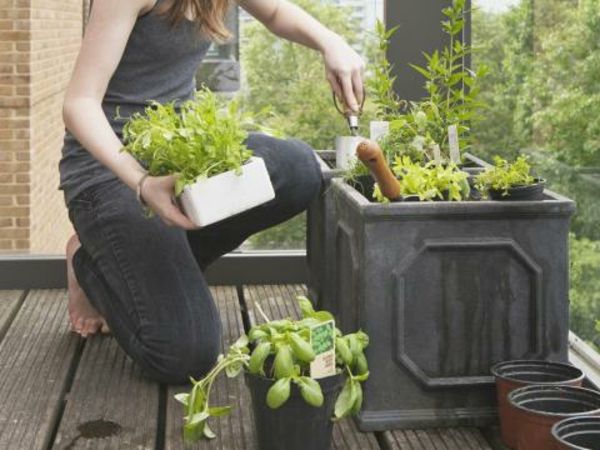 Herb Garden zbudować własny-on-the-balkonie