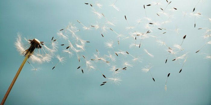 Păpădie imagine Seed fly-in-the-vântul