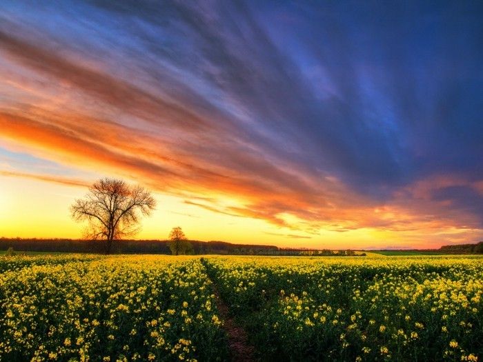 Fotografia di paesaggio-on-a-campo-con-giallo-fiori