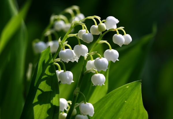 Lily_of_the_valley_wunderschöne-gėlės-kaip stangrus spyruokliniais gėlių-in-balta