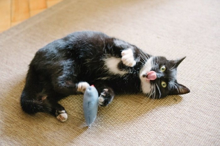 Mouse Tinker-in-smešno mačka fotografija